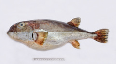 Lagocephalus inermis