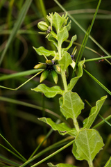 Brachystelma gerrardii