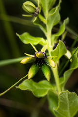 Brachystelma gerrardii