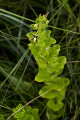Brachystelma gerrardii