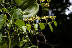 Cissus fragilis
