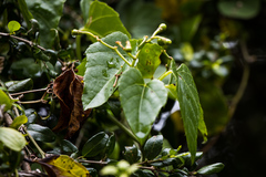 Cissus fragilis