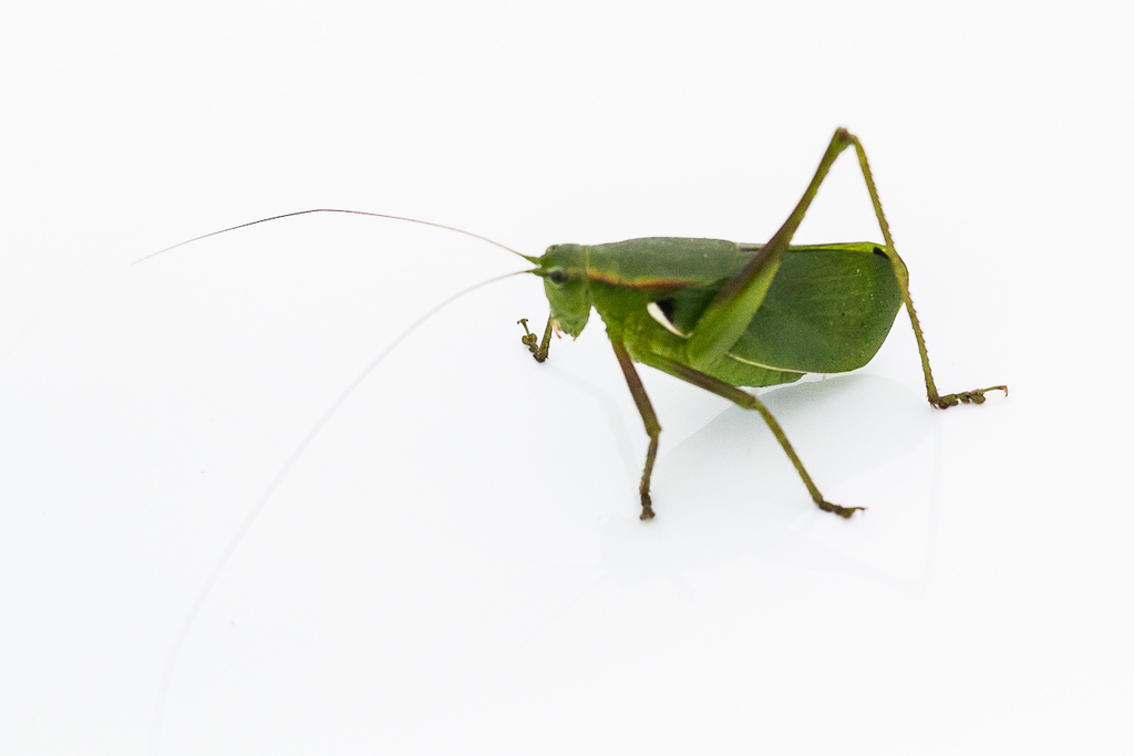 East Coast Katydid