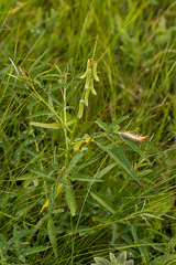 Crotalaria lanceolata lanceolata