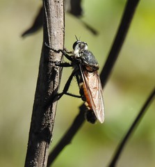 Blepharotes coriarius