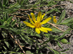 Heterotheca orovillosa