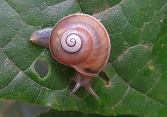 Asperitas sparsa