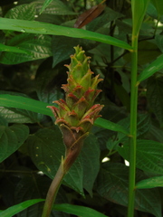 Zingiber gramineum