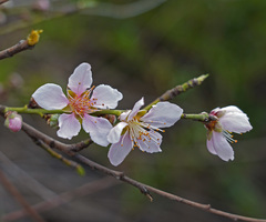 Prunus