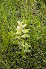Eriosemopsis subanisophylla