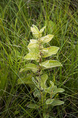 Eriosemopsis subanisophylla