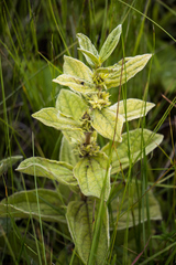 Eriosemopsis subanisophylla