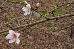 Prunus