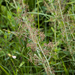 Galopina tomentosa - Photo (c) graham_g, alguns direitos reservados (CC BY-NC)