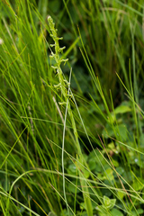 Habenaria filicornis