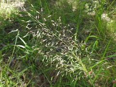 Capillipedium parviflorum