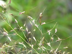 Capillipedium parviflorum