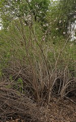 Prunus