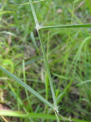 Capillipedium parviflorum