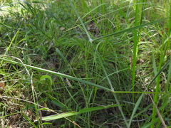 Capillipedium parviflorum