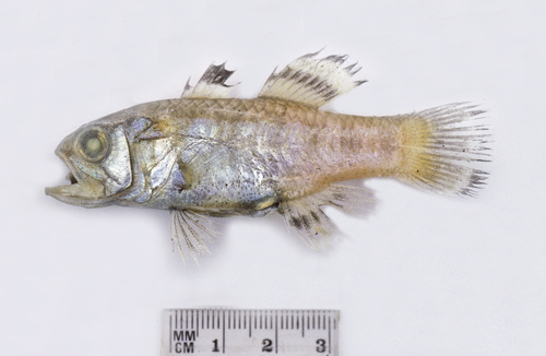 Flagfin cardinalfish (Jaydia truncata) — Apogonidae — 2