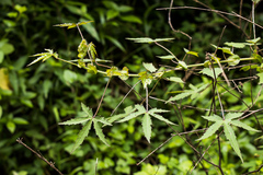 Hibiscus surattensis