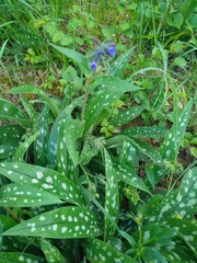 Pulmonaria officinalis