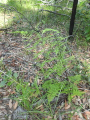 Cheilanthes tenuifolia