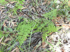 Cheilanthes tenuifolia