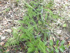 Cheilanthes tenuifolia