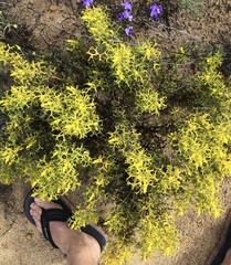 Synaphea spinulosa