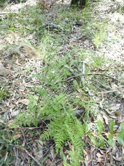 Cheilanthes tenuifolia