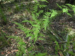 Cheilanthes tenuifolia