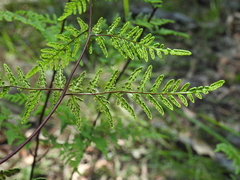 Cheilanthes tenuifolia