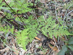 Cheilanthes tenuifolia