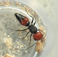 Ephutomorpha sanguineiceps