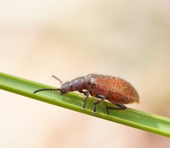 Metriolagria affinis