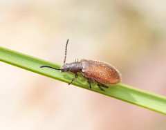 Metriolagria affinis