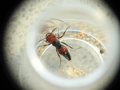 Ephutomorpha sanguineiceps