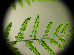 Cheilanthes tenuifolia