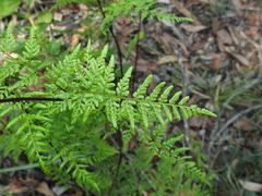 Cheilanthes tenuifolia