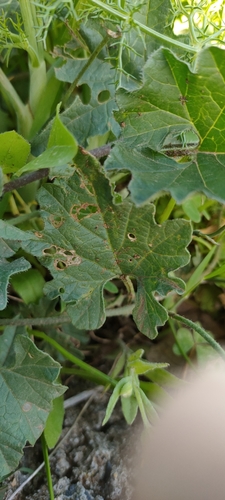 Convolvulus image