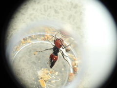 Ephutomorpha sanguineiceps