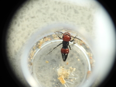 Ephutomorpha sanguineiceps