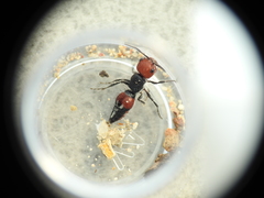 Ephutomorpha sanguineiceps