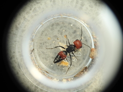 Ephutomorpha sanguineiceps