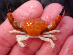 Lophopanopeus leucomanus