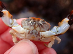 Lophopanopeus leucomanus