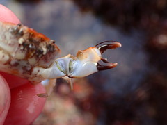 Lophopanopeus leucomanus