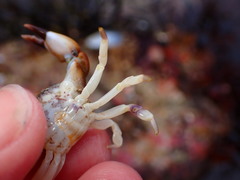 Lophopanopeus leucomanus